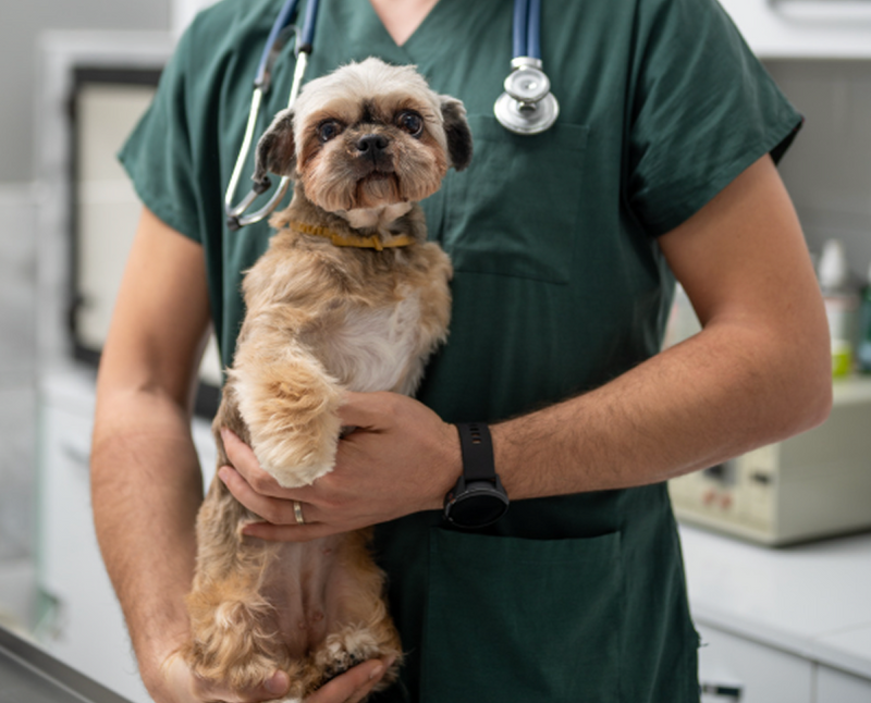 Cliniques Vétérinaires